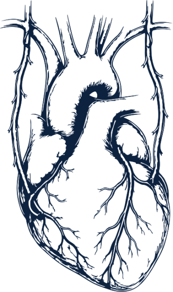 aorta big image